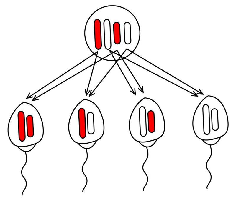 Segregace chromozómů při zrání gamet; schéma zachycuje pouze segregaci dvou párů.