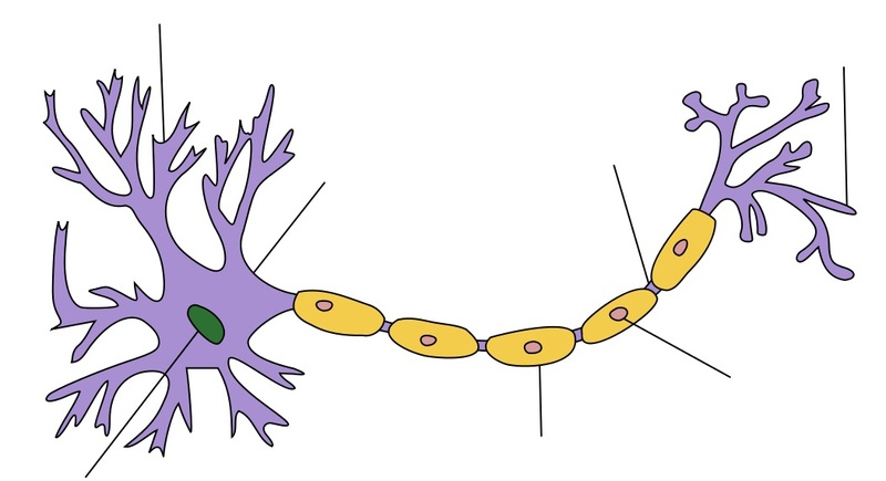 Obr. 3 Popis neuronu